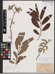 Salix burjatica Nasarow